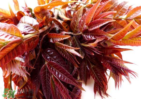 香椿會(huì)致癌嗎？香椿吃多了會(huì)致癌嗎？ 