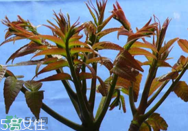 ?香椿癌癥病人能吃嗎？癌癥患者可以吃香椿嗎？