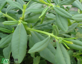 人參菜怎么吃？人參菜怎么吃好？
