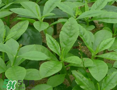 人參菜怎么吃？人參菜怎么吃好？