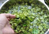 榆錢是榆樹的什么？榆錢是花還是果實(shí)