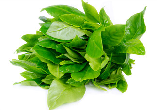 人參菜怎么吃？人參菜怎么吃好？