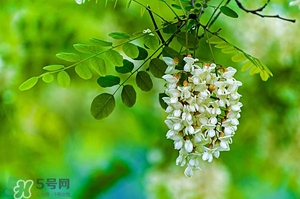 刺槐花幾月開？刺槐花什么時候開
