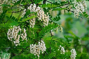 刺槐花幾月開？刺槐花什么時候開