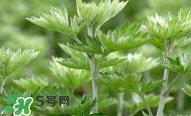 艾蒿能吃嗎？艾蒿能做菜吃嗎