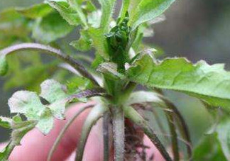 高血壓能吃刺兒菜嗎？刺兒菜能降血壓?jiǎn)?><p><strong>高血壓能吃刺兒菜嗎？刺兒菜能降血壓?jiǎn)?/strong></p></a></li> <li><a href=