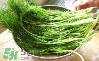 茴香苗有什么好處？茴香苗的功效與作用