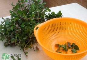 吃枸杞葉會過敏嗎？吃枸杞葉會不會過敏