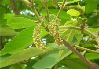 蒸構樹花兒孕婦可以吃嗎？孕婦可以吃蒸構樹花兒嗎？