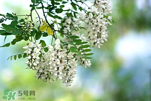 刺槐花幾月開？刺槐花什么時候開