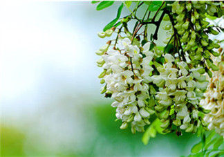 刺槐花幾月開？刺槐花什么時候開