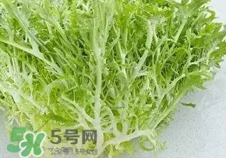 苦菊能涮火鍋吃嗎？苦菊可以涮火鍋嗎