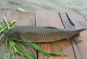 4月份可以釣草魚嗎？4月份如何釣草魚？