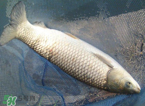 4月份可以釣草魚嗎？4月份如何釣草魚？