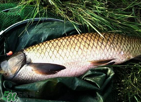 4月份可以釣草魚嗎？4月份如何釣草魚？