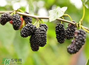 桑葚和菠蘿能一起吃嗎？桑葚可以和菠蘿一起吃嗎？