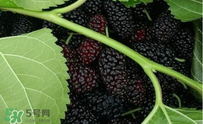 桑葚和菠蘿能一起吃嗎？桑葚可以和菠蘿一起吃嗎？