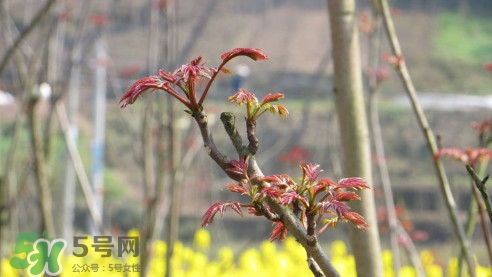 香椿葉能吃嗎？香椿葉孕婦能吃嗎？