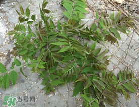 香椿長什么樣子？香椿長在什么地方？
