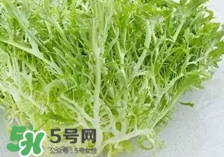 苦菊能和羊肉一起吃嗎？苦菊可以和羊肉一起吃嗎