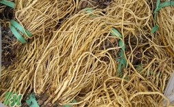 苦苣根哪里有賣？苦苣根茶在那里買的到