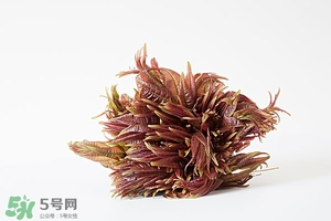 香椿樹什么時(shí)候發(fā)芽？香椿樹什么時(shí)候種植
