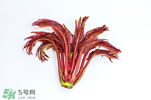 香椿樹什么時(shí)候發(fā)芽？香椿樹什么時(shí)候種植