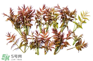 香椿樹什么時(shí)候發(fā)芽？香椿樹什么時(shí)候種植