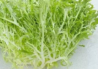 苦菊和什么相克？苦菊不能和什么同吃