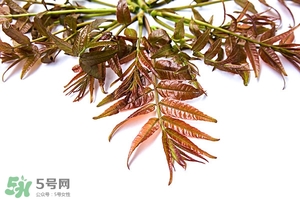 香椿樹什么時(shí)候發(fā)芽？香椿樹什么時(shí)候種植