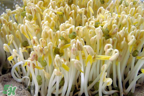 香椿和豆芽能一起吃嗎？香椿豆芽的做法大全