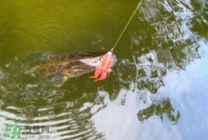 四月份能路亞黑魚嗎？路亞黑魚什么時間最好？
