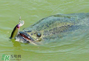四月份能路亞黑魚嗎？路亞黑魚什么時間最好？