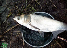 4月份能釣鰱魚嗎？四月份能釣鰱魚嗎？