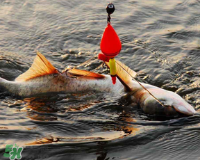 4月份能釣鰱魚嗎？四月份能釣鰱魚嗎？