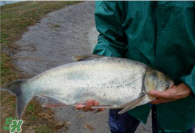 4月份能釣鰱魚嗎？四月份能釣鰱魚嗎？