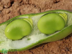 蠶豆什么時候成熟？蠶豆什么時候上市？