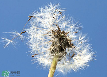 婆婆丁能治糖尿病嗎？婆婆丁可以治糖尿病嗎？