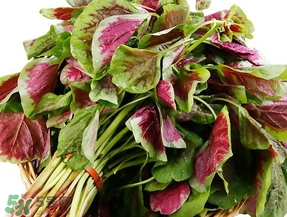 莧菜怎么摘？莧菜怎么處理