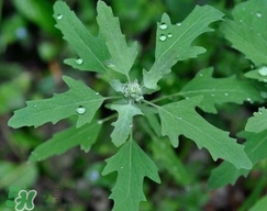 灰菜有毒嗎？不能吃的灰菜圖片