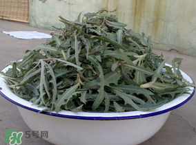 苦苦菜和蒲公英的區(qū)別 苦苦菜和蒲公英有什么區(qū)別？
