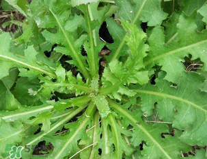 苦苦菜和蒲公英的區(qū)別 苦苦菜和蒲公英有什么區(qū)別？