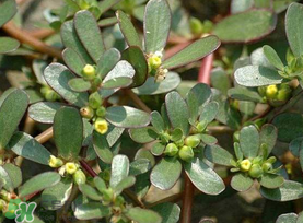 馬齒莧能治蕁麻疹嗎？馬齒莧可以治蕁麻疹嗎？