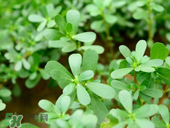 馬齒莧能治蕁麻疹嗎？馬齒莧可以治蕁麻疹嗎？