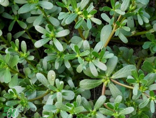 馬齒莧能治前列腺炎嗎？馬齒莧可以治前列腺炎嗎？