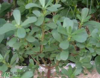 馬齒莧能治前列腺炎嗎？馬齒莧可以治前列腺炎嗎？