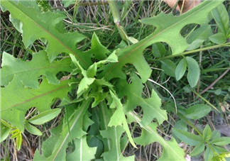 苦苦菜和蒲公英的區(qū)別 苦苦菜和蒲公英有什么區(qū)別？