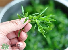 掃帚菜孕婦能吃嗎？孕婦可以吃掃帚菜嗎