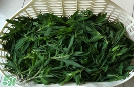 掃帚菜有什么功效？掃帚菜的功效與作用