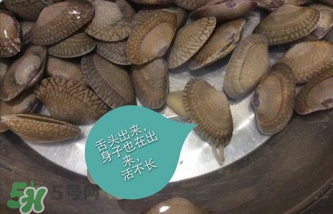 芒果螺怎么清洗？芒果螺怎么吃